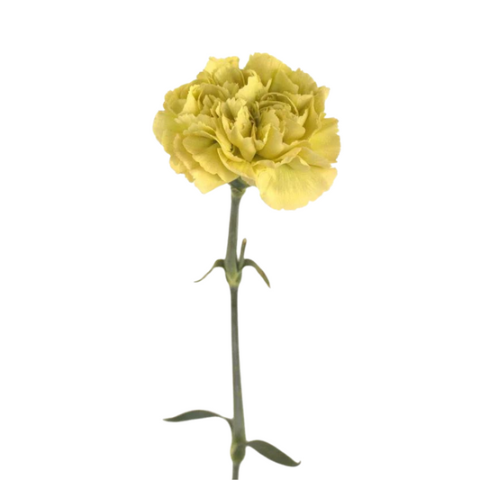 CARNATION - GOLDEN YELLOW