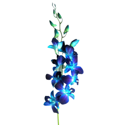 DENDROBIUM - BLUE BOM