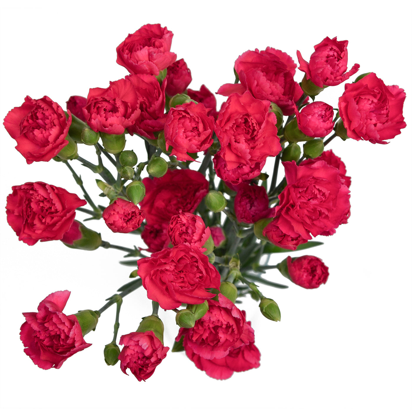 MINI CARNATION - HOT PINK
