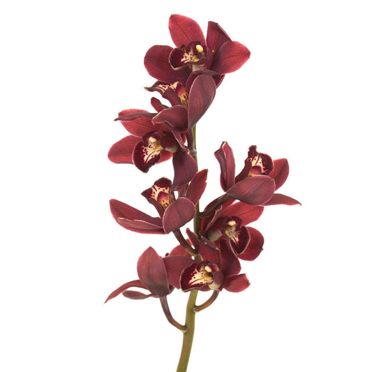 CYMBIDIUM MINI - BURGUNDY