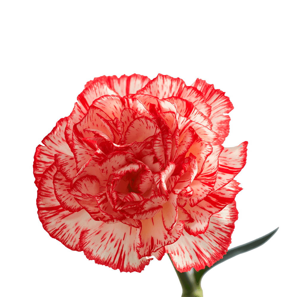 CARNATION - PEPPERMINT