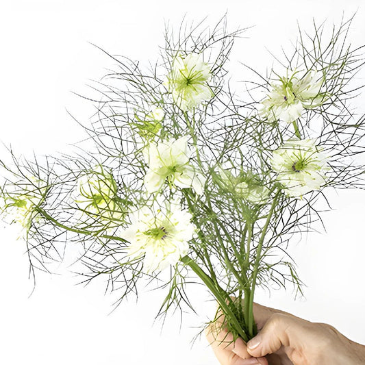 NIGELLA - WHITE