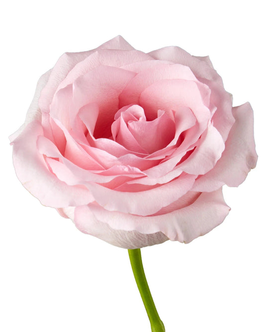 ROSE - LIGHT PINK NENA