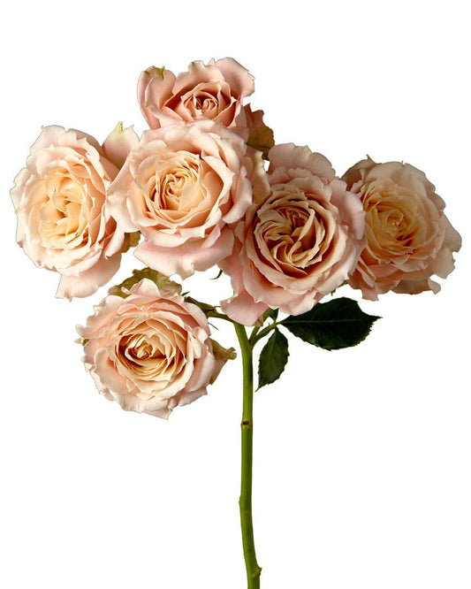 SPRAY ROSE - SAHARA SENSATION