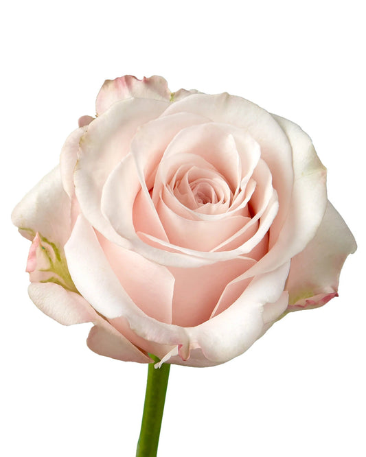 ROSE - LIGHT PINK POMAROSA
