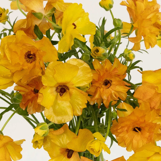 BUTTERFLY RANUNCULUS - ORANGE