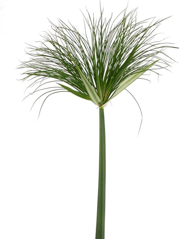 GREENERY - PAPYRUS