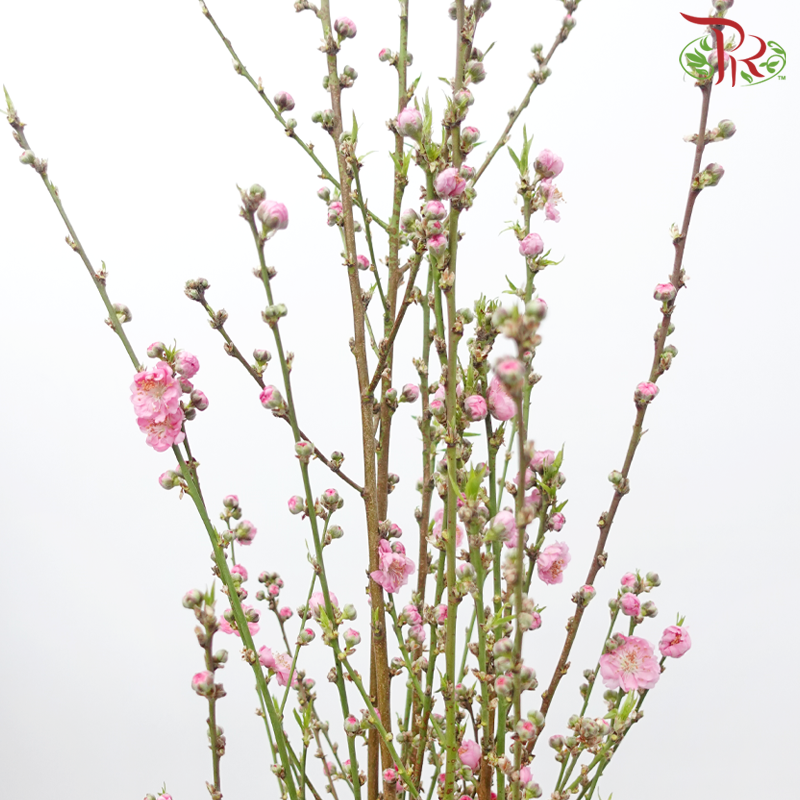 PEACH BLOSSOM - PINK