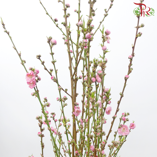 PEACH BLOSSOM - PINK