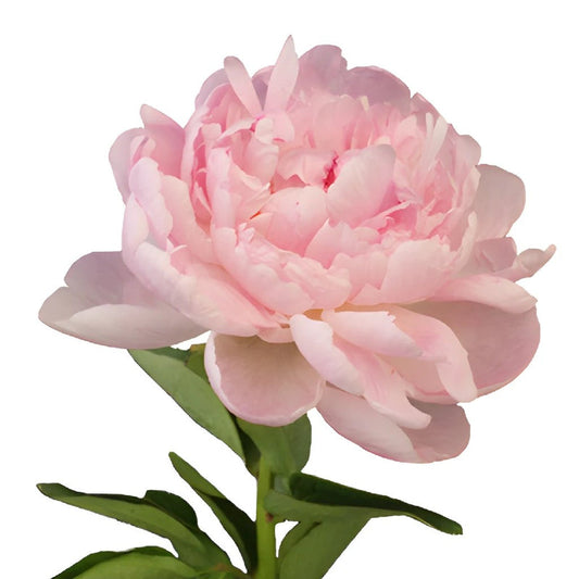 PEONIES - LIGHT PINK