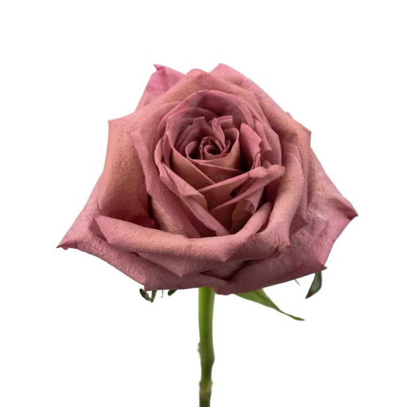 ROSE - MAUVE BARISTA