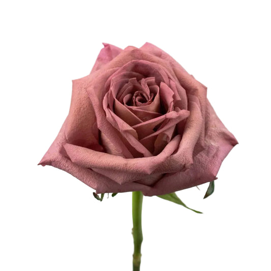 ROSE - MAUVE BARISTA