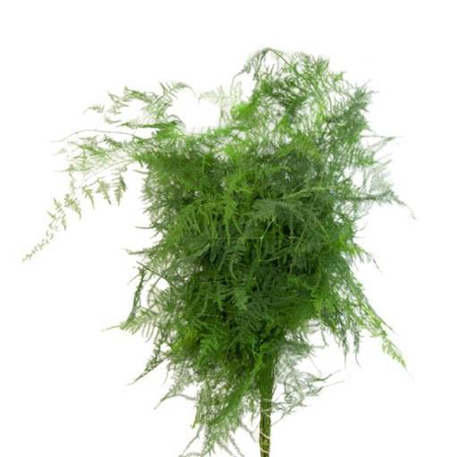 GREENERY - PLUMOSA