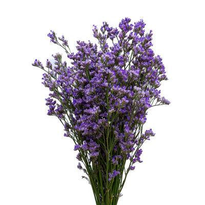 LIMONIUM - PURPLE S.O.