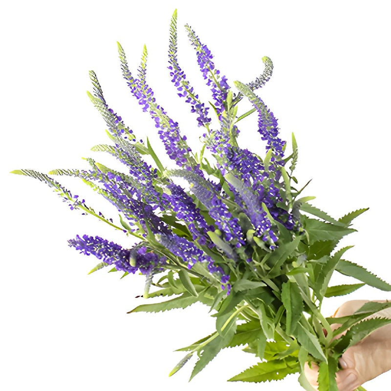 VERONICA - LAVENDER