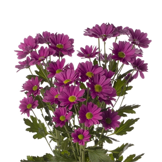 POMP - PURPLE DAISY