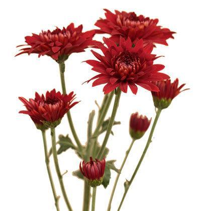 POMP - RUST CUSHION