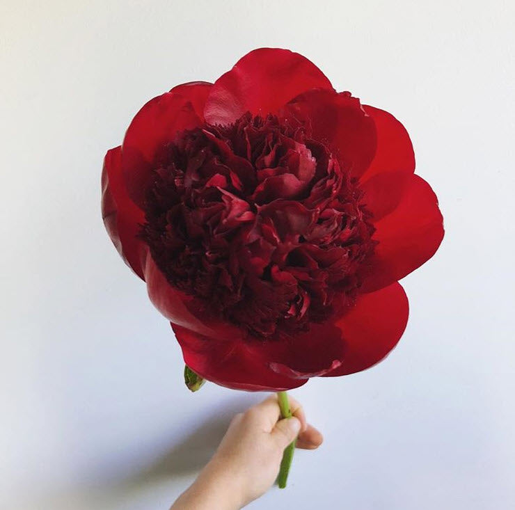 PEONIES - RED
