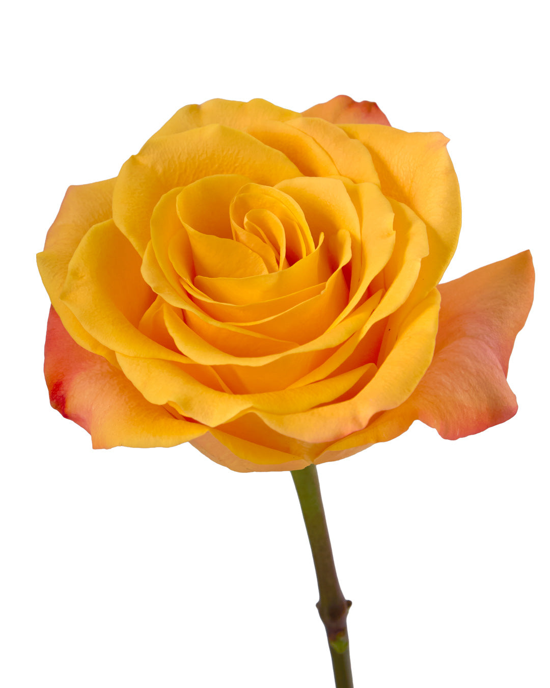 ROSE - ORANGE