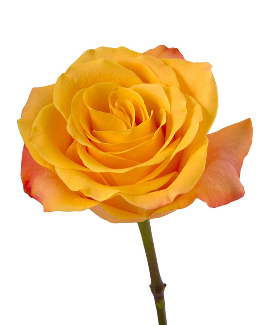 ROSE - ORANGE