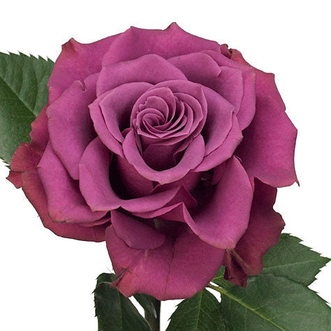 ROSE - LAVENDER BLUEBERRY