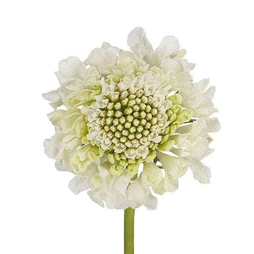 SCABIOSA - WHITE
