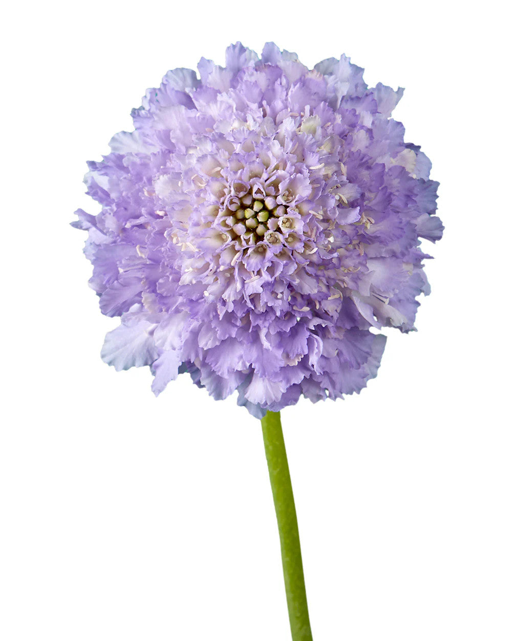 SCABIOSA - LAVENDAR