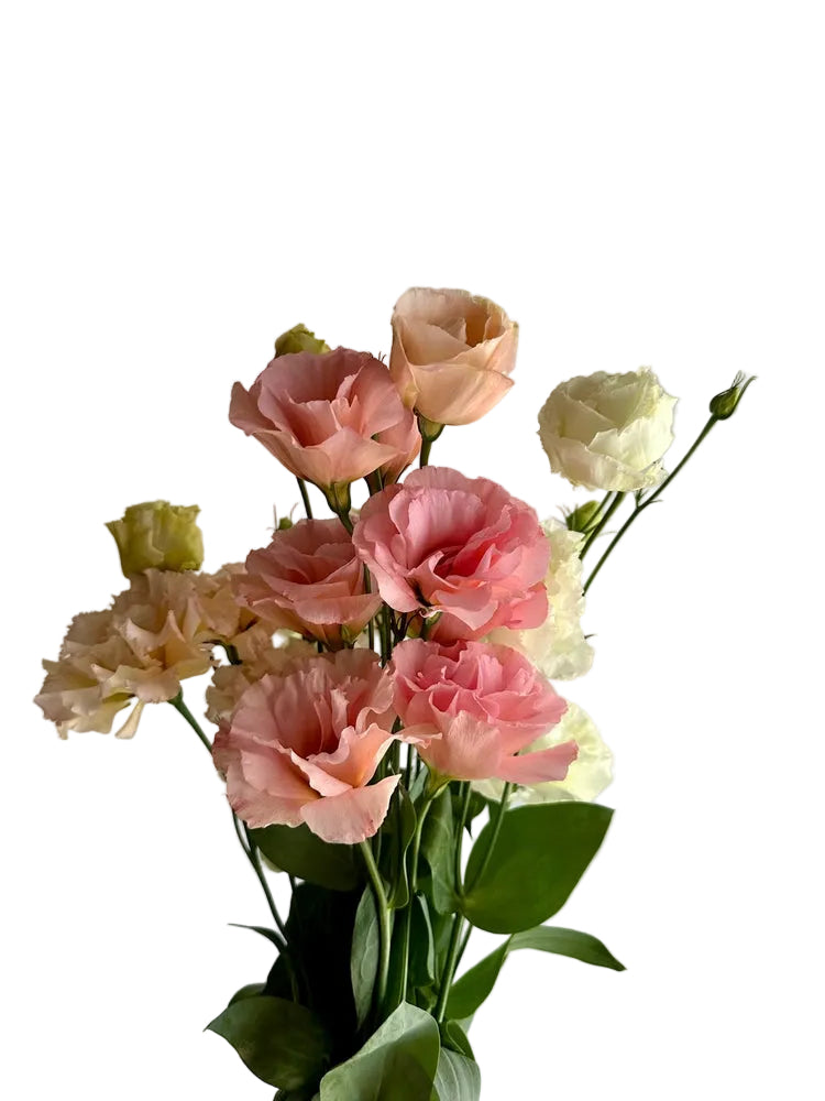 LISIANTHUS - PEACH