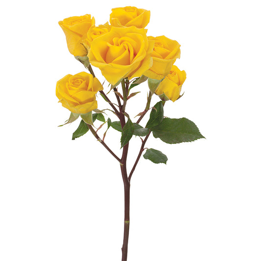 SPRAY ROSE - YELLOW