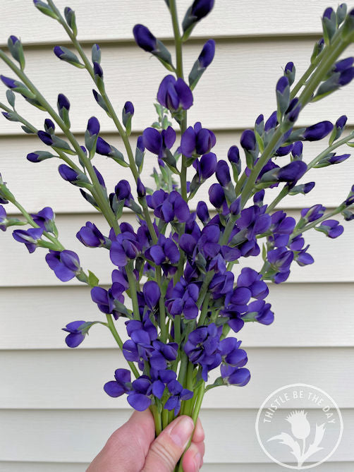 BAPTISIA