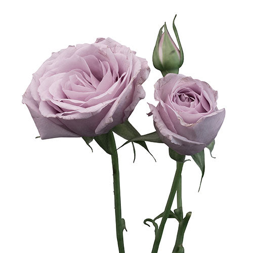 GARDEN SPRAY ROSE - LAVENDER