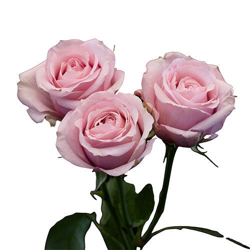 SPRAY ROSE - LIGHT PINK