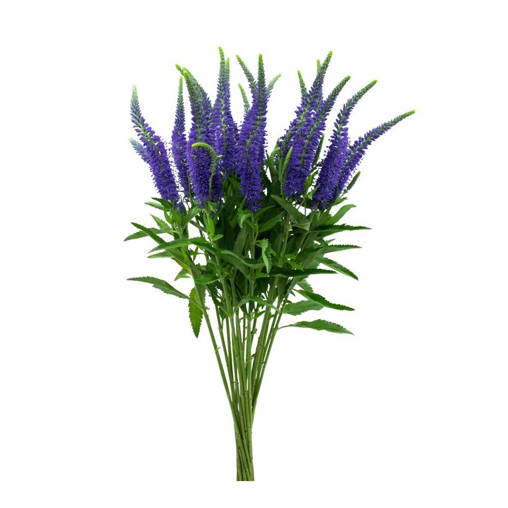 VERONICA - BLUE