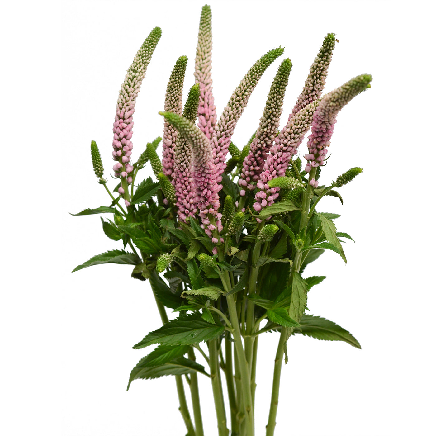 VERONICA - PINK