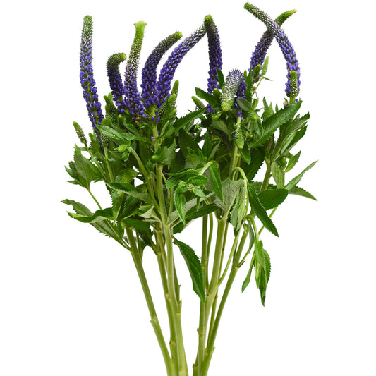 VERONICA - PURPLE