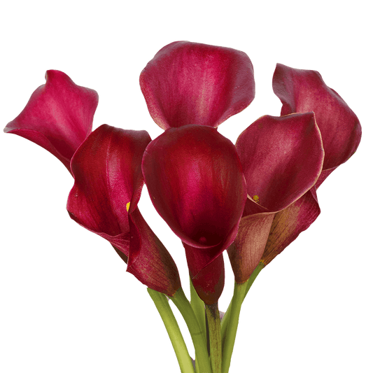 MINI CALLA - RED