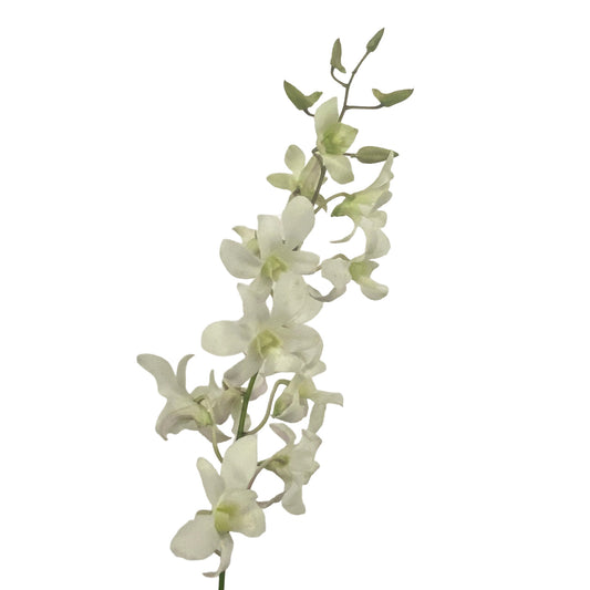 DENDROBIUM - HAWAIIAN WHITE XL
