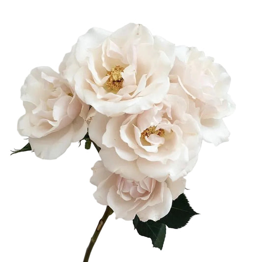 SPRAY ROSE - WHITE MAJOLIKA