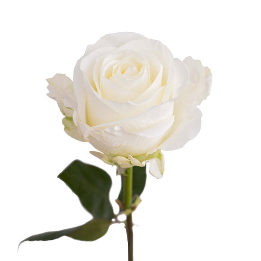 ROSE - WHITE TIBET